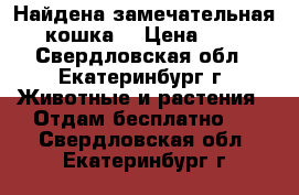 Найдена замечательная кошка! › Цена ­ 1 - Свердловская обл., Екатеринбург г. Животные и растения » Отдам бесплатно   . Свердловская обл.,Екатеринбург г.